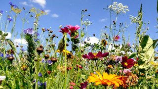 Wiese mit vielen bunten Blumen